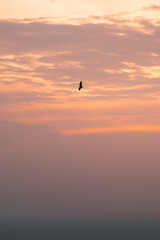 Pajaro volando durante el atardecer