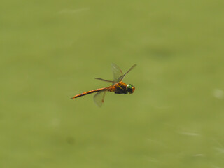Red dragonfly flying over the lake