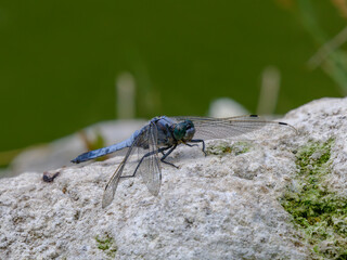 blue dragonfly on the rock