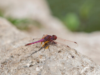 red dragonfly on the rock