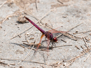 red dragonfly on the rock