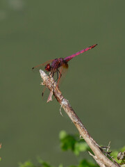 dragonfly on a branch