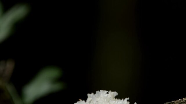 Snow fungus, also known as Tremella fuciformis, is&nbsp;a white, gelatinous, edible fungus.&nbsp;It's commonly found on dead branches of broadleaf trees.