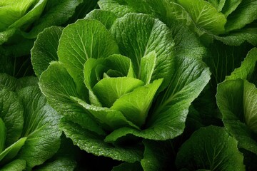 Close-up of Vibrant Green Romaine Lettuce Head with Fresh Water Droplets Displaying Leafy Texture and Healthy Appearance