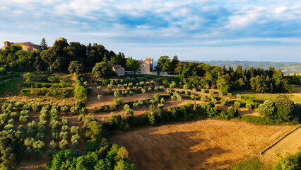 Scenic Tuscan Landscape with Olive Groves and Vineyards at Golden Hour – Idyllic Countryside in Italy