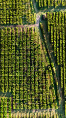 Scenic Tuscan Landscape with Olive Groves and Vineyards at Golden Hour – Idyllic Countryside in Italy