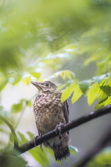 Young blackbird perched in a tree after leaving its nest