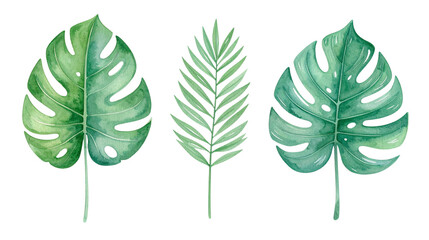 Fototapeta premium Green leaves with abstract natural foliage design for eco friendly tree and plant decoration on white background.