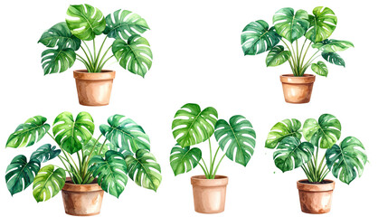 Bright green potted plant with lush leaves and blooming flowers on white background.
