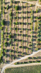 Scenic Tuscan Landscape with Olive Groves and Vineyards at Golden Hour – Idyllic Countryside in Italy