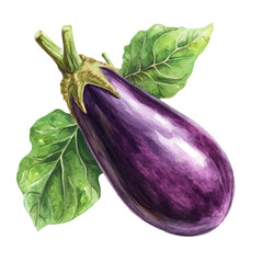 watercolor vector of Eggplant, high quality, isolated on a white background.