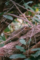  Ardilla escondida en un árbol en el bosque de Tailandia
