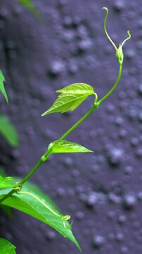 Macro video of vibrant emerald green vine, translucent leaves with dew drops, slowly unfurling on textured dark purple wall. Creamy bokeh, soft natural light, push-in dolly video. Concept of nature's