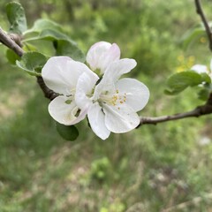 Apple blossoms. In the spring, under the first warmth of the sun, large and showy, attractive flowers appear on the branches of the apple tree in the orchard.