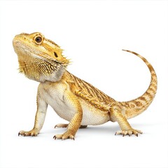 Naklejka premium A bearded dragon lizard stands proudly against a clean white background.