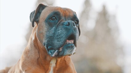 Portrait of boxer dog looking away in nature