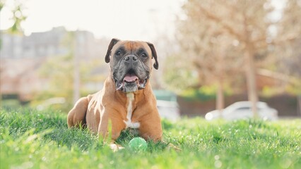 Boxer dog lying on grass with ball in park