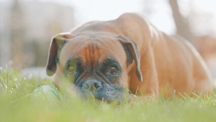 Boxer dog relaxing on grass with toy