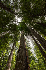 Sunlight filtering through tall towering green trees covering the sky