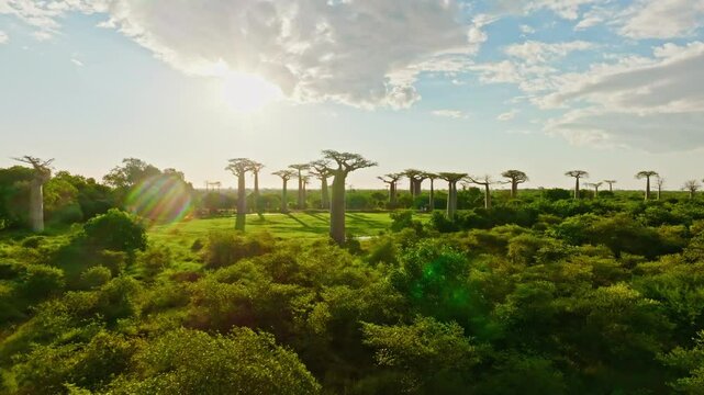 Aerial footage capturing the morning sun rising over the iconic Avenue of the Baobabs in Madagascar, casting long shadows and warm light across the lush green landscape.