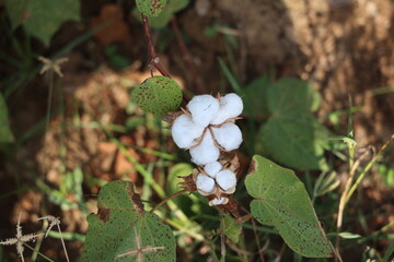 Cotton plants, flowers of  plant, cotton plant fields , cotton fields of rural tamilnadu, Ramanathapuram, rameshwaram, madurai, tamilnadu, india, asia 