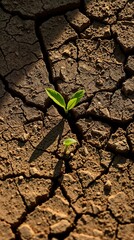 Dry, cracked earth with deep fissures and textures. Two green sprouts is pushing its way through the parched soil.