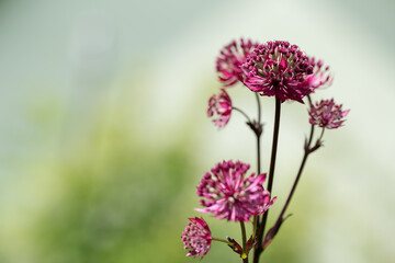 Jarzmianka astrantia w kolorze rózowym, tło kwiatowe. © Elżbieta Kaps