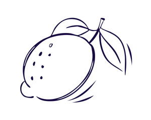 Lemon in doodle style. The hand drawn outline of whole fruit. Lemon vector doodle elements