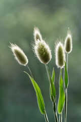 Trawa dmuszek jajowaty na zielonym tle.