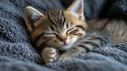 Sleepy kitten nestled in soft blanket