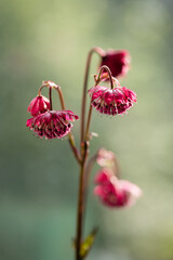 Jarzmianka astrantia w kolorze rózowym, tło kwiatowe. © Elżbieta Kaps