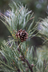 pine cone on a branch, close-up