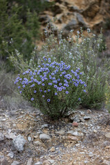 small purple mountain flowers