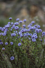 small purple mountain flowers