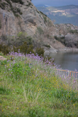 wild flowers in the mountains by the river