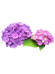 Obraz premium 雨上がりの紫陽花D