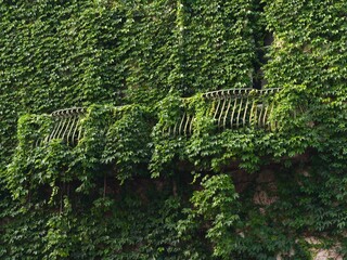 Balconies of a manor covered with green ivy plants