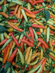 Fresh multicolored chili peppers in red, orange, yellow, and green shades piled together showcasing natural ripeness and variety in an organic harvest close-up