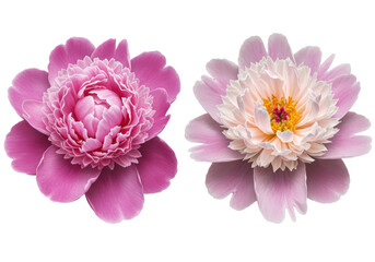 Isolated Two Pink Peonies in Full Bloom © Nicolas