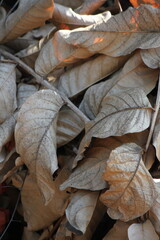 A pile of light brown dry leaves