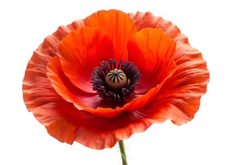 Bright Red Poppy Flower Isolated on white
