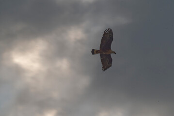 Pallas's fish eagle in flight