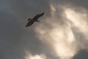 Pallas's fish eagle in flight