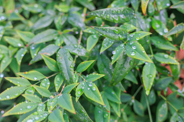 雨に濡れた葉