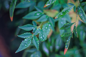 雨に濡れた葉