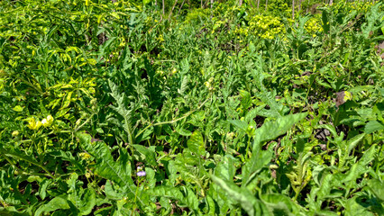 Green fields full of chili plants that thrive in the bright sunlight