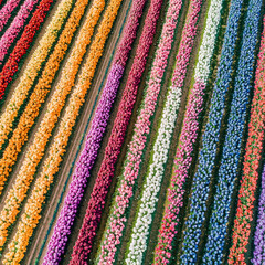 Obraz premium Aerial view of vibrant tulip rows, rainbow hues