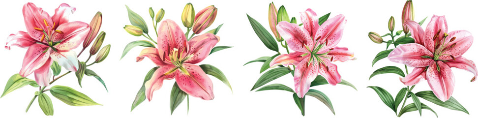 Pink Lily Flowers Vector Illustration on White Background