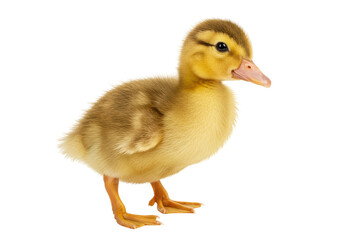Isolated Fluffy Duckling Walking Side Profile