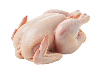 Isolated Whole Raw Chicken Ready for Cooking